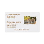 Pair of White Tigers Business Cards