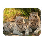 Pair of White Tigers Flexible Magnet