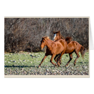 Pair of Wild Horses Cards