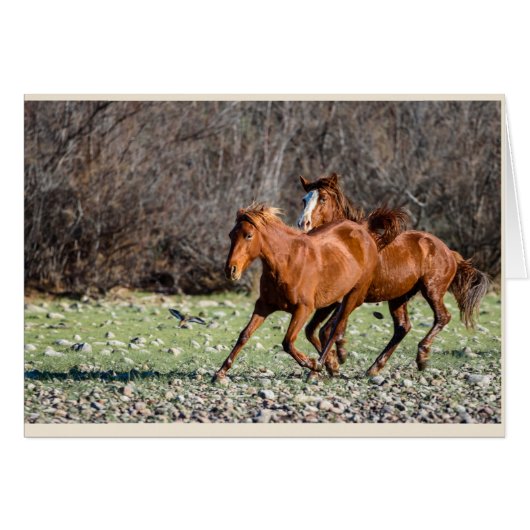 Pair of Wild Horses Cards (Front Horizontal)