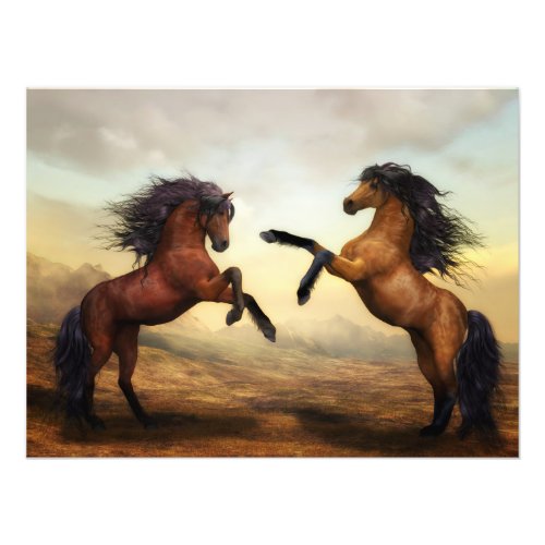 pair of wild horses  photo print