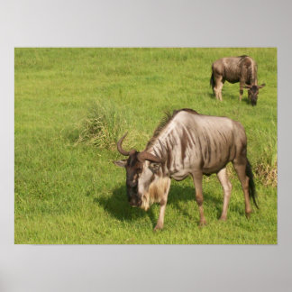 Pair of Wildebeests Poster
