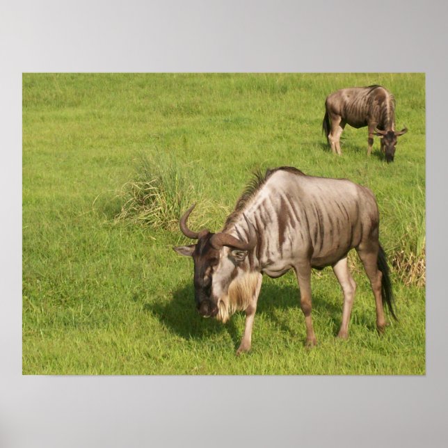 Pair of Wildebeests Poster (Front)
