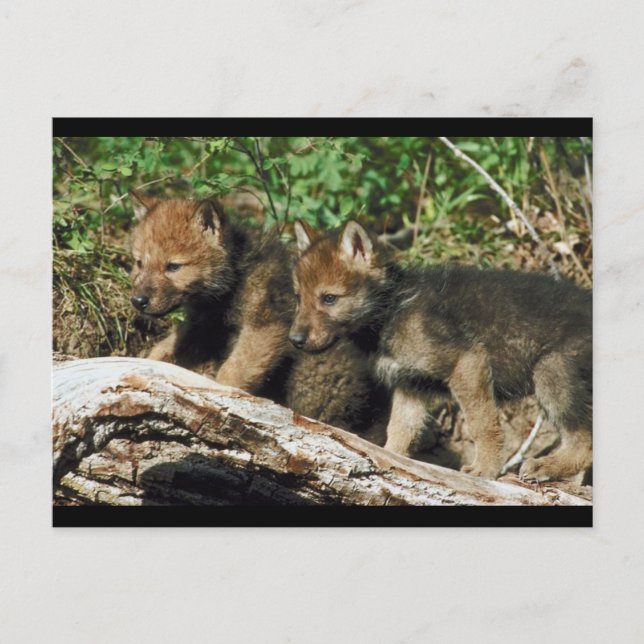 Pair of Wolf Cubs Postcard (Front)