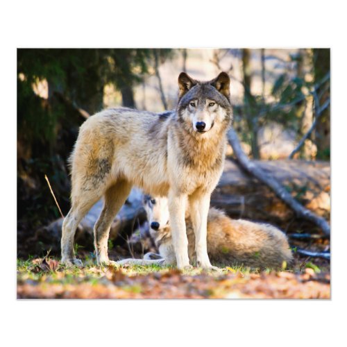 Pair of Wolves Photo Print