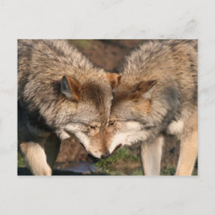 pair of wolves postcard