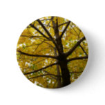 Pair of Yellow Maple Trees Autumn Nature Button