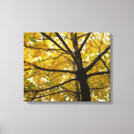 Pair of Yellow Maple Trees Autumn Nature Canvas Print
