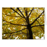 Pair of Yellow Maple Trees Autumn Nature Card