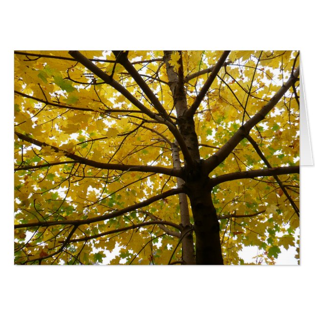 Pair of Yellow Maple Trees Autumn Nature Card (Front Horizontal)