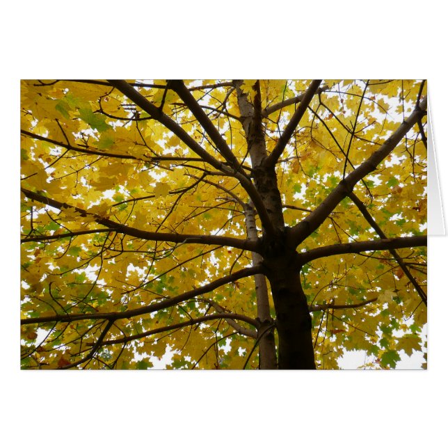Pair of Yellow Maple Trees Autumn Nature Cards (Front Horizontal)