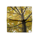 Pair of Yellow Maple Trees Autumn Nature Checkbook Cover