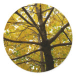 Pair of Yellow Maple Trees Autumn Nature Classic Round Sticker