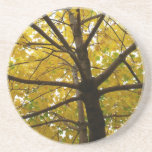 Pair of Yellow Maple Trees Autumn Nature Coaster