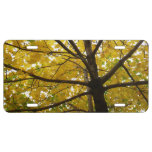 Pair of Yellow Maple Trees Autumn Nature License Plate
