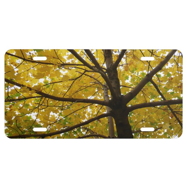 Pair of Yellow Maple Trees Autumn Nature License Plate (Front)