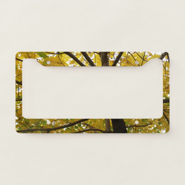 Pair of Yellow Maple Trees Autumn Nature License Plate Frame (Front)
