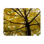 Pair of Yellow Maple Trees Autumn Nature Magnet