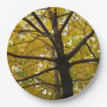 Pair of Yellow Maple Trees Autumn Nature Paper Plates