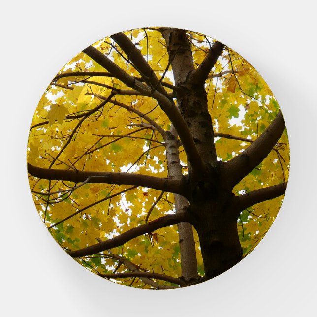 Pair of Yellow Maple Trees Autumn Nature Paperweight (Front)