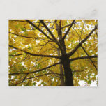 Pair of Yellow Maple Trees Autumn Nature Postcard