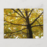 Pair of Yellow Maple Trees Autumn Nature Postcard