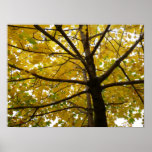 Pair of Yellow Maple Trees Autumn Nature Poster