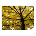 Pair of Yellow Maple Trees Autumn Nature Poster