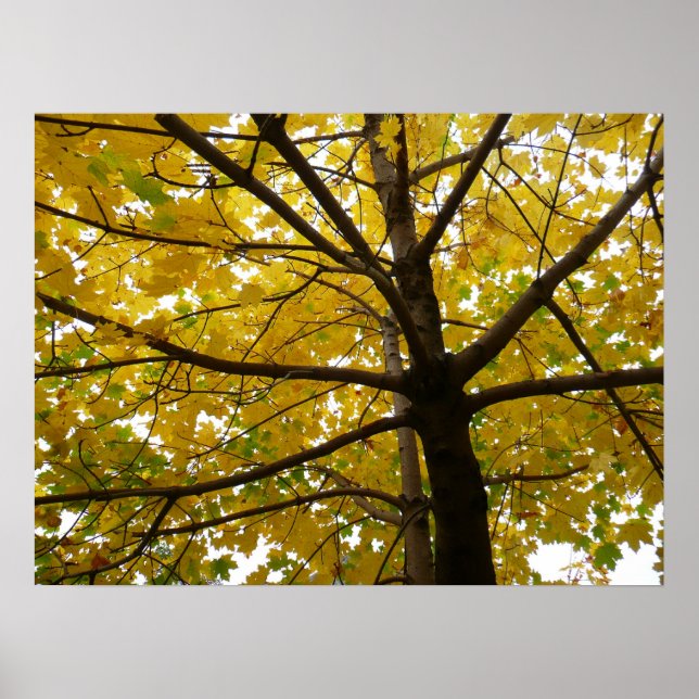 Pair of Yellow Maple Trees Autumn Nature Poster (Front)