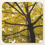 Pair of Yellow Maple Trees Autumn Nature Square Paper Coaster