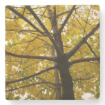 Pair of Yellow Maple Trees Autumn Nature Stone Coaster