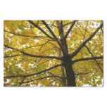 Pair of Yellow Maple Trees Autumn Nature Tissue Paper