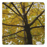 Pair of Yellow Maple Trees Autumn Nature Trivet