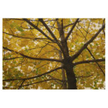 Pair of Yellow Maple Trees Autumn Nature Wood Poster