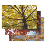 Pair of Yellow Maple Trees Autumn Nature Wrapping Paper Sheets