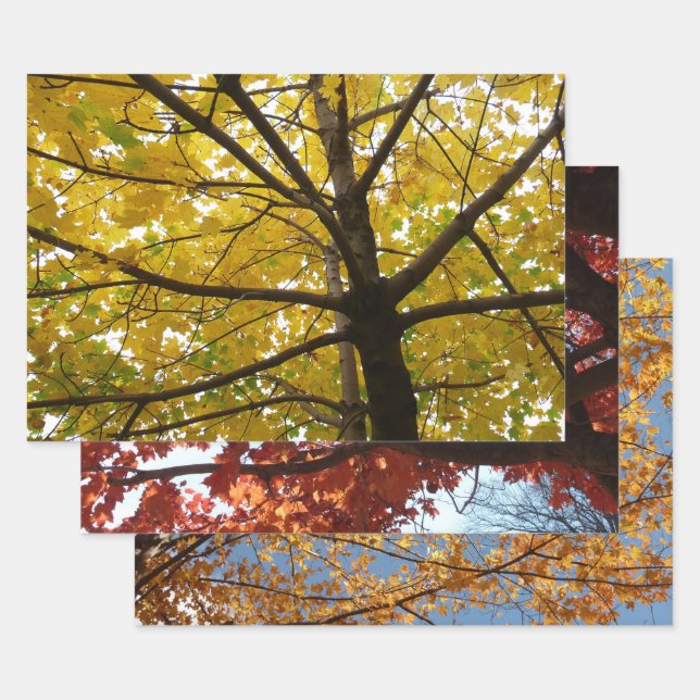 Pair of Yellow Maple Trees Autumn Nature Wrapping Paper Sheets (Set)