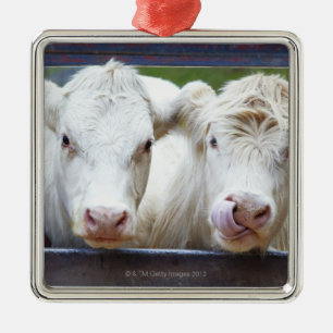 Pair of young white cows at feeding trailor metal ornament