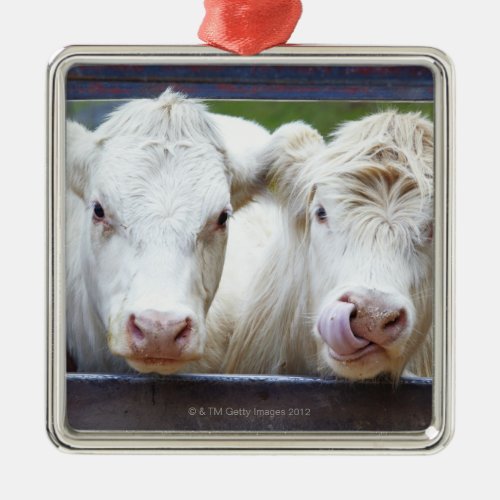 Pair of young white cows at feeding trailor metal ornament