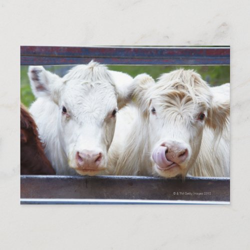 Pair of young white cows at feeding trailor postcard
