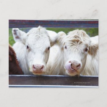 Pair Of Young White Cows At Feeding Trailor Postcard by prophoto at Zazzle