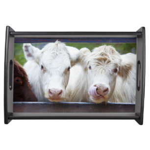 Pair of young white cows at feeding trailor serving tray