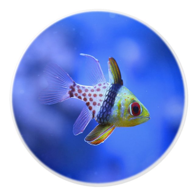 Pajama Cardinalfish Ceramic Knob (Front)