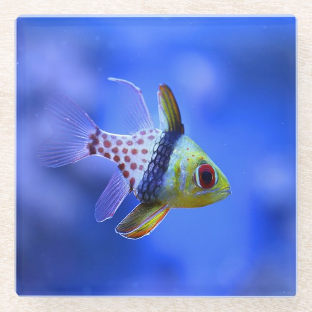 Pajama Cardinalfish Glass Coaster (Front)