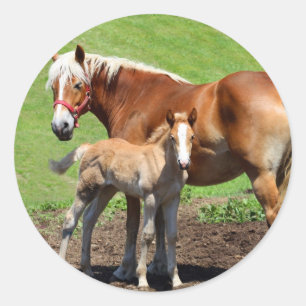 Palamino Horse and Foal Stickers