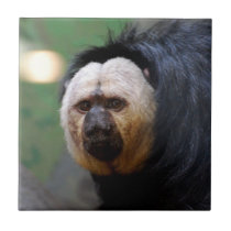 Pale Faced Saki Monkey Ceramic Tile