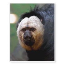 Pale Faced Saki Monkey Temporary Tattoos