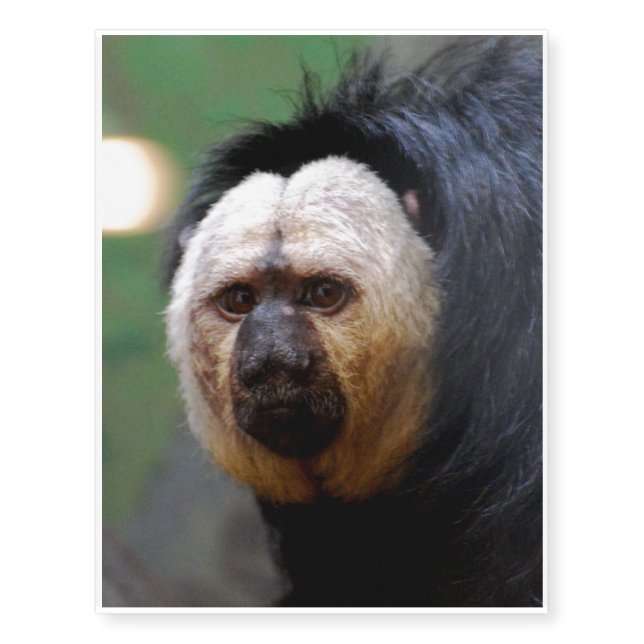 Pale Faced Saki Monkey Temporary Tattoos (Front)