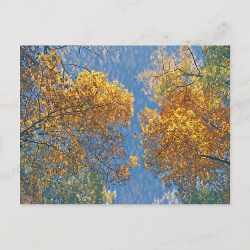 Pale Fall  Postcard