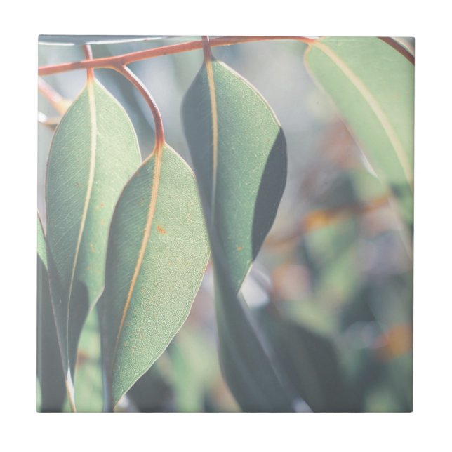 Pale Green Eucalyptus Tree Leaves Ceramic Tile (Front)