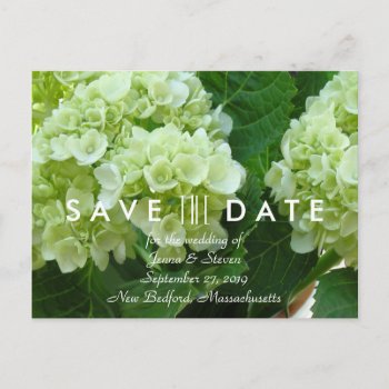 Pale Green Hydrangea Save The Date Postcard by BlueHyd at Zazzle